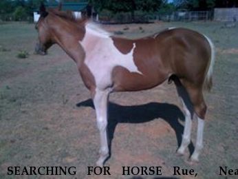 SEARCHING FOR HORSE Rue,  Near Wichita Falls, TX, 76301